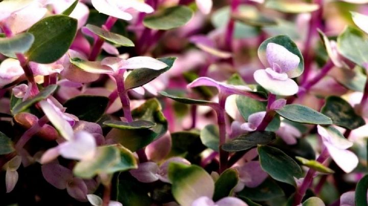 Callisia repens: la planta ornamental que deslumbra con su mix de colores