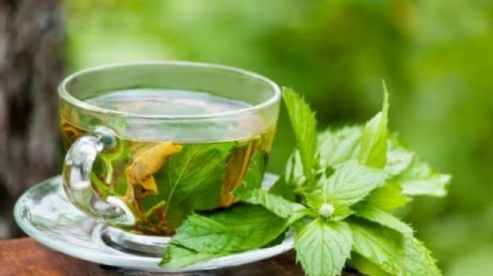 Té de boldo: Mejora tu salud con una infusión