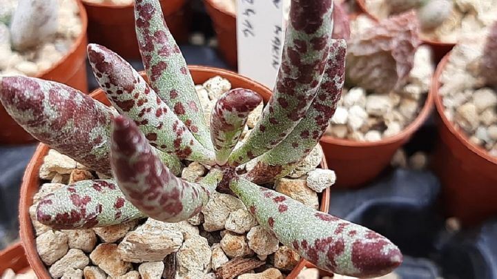 Descubre la suculenta Adromischus filicaulis, la joya escondida del desierto