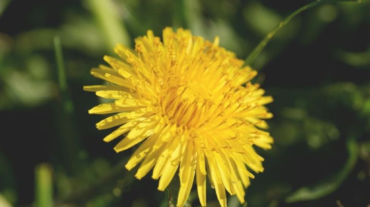 Descubre los encantos de la flor diente de león