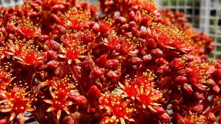 Te contamos las cualidades de la suculenta Aeonium Nobile, la joya roja de las Islas Canarias