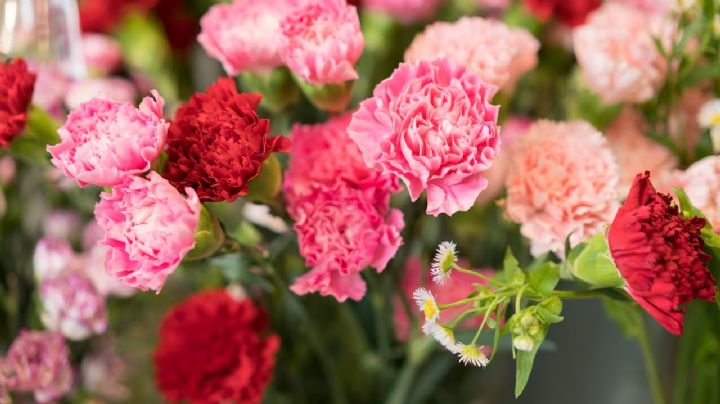 Claveles: La planta ideal para decorar tu hogar y jardín