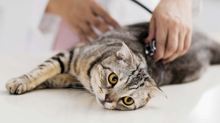 Te enseñamos las claves para detectar si un gato está castrado o no