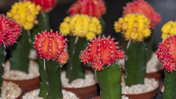 Descubre el fascinante cactus Gymnocalycium mihanovichii, una especie que  desafía los colores