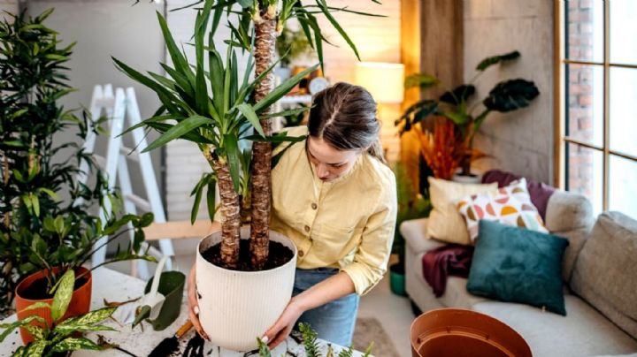 4 plantas ideales para combatir la mala vibra