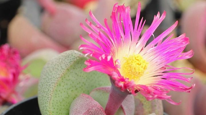 Decora tu hogar con la fascinante Pleiospilos Nelii: la suculenta que parece una piedra