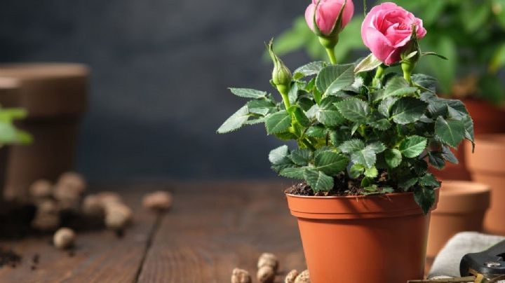 Secretos para rosas radiantes: cómo cuidarlas en invierno