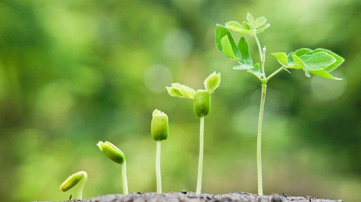 Acelera el crecimiento de tus plantas con este truco súper económico