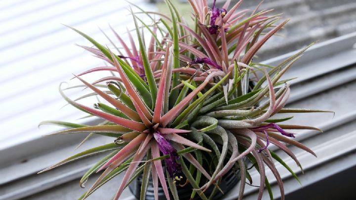 Clavel de Aire y Barba de Viejo: Plantas que desafían la gravedad