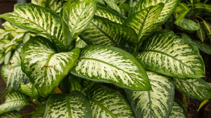 Dieffenbachia: la elegante planta tropical para tu hogar