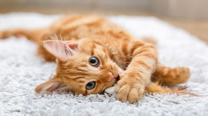 Curiosidades del gato naranja: descubriendo a los felinos más especiales