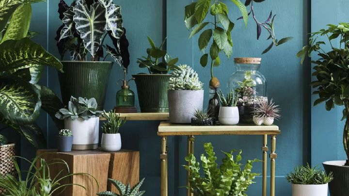 Descubre 7 plantas que iluminarán tus espacios oscuros con su distinguida belleza