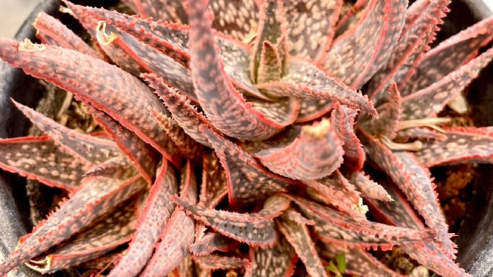 Cuidados de la famosa suculenta Aloe Pink Blush, la joya rosada de tus espacios verdes