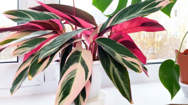 5 plantas con hojas tricolores para embellecer tu hogar