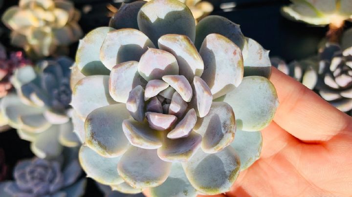 Suculenta Echeveria Snow Bunny, una joya de la naturaleza que se destaca por su maravilloso aspecto