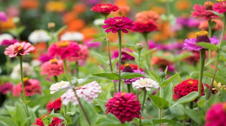 Zinnia: La flor que ilumina tu jardín con un arcoíris de colores