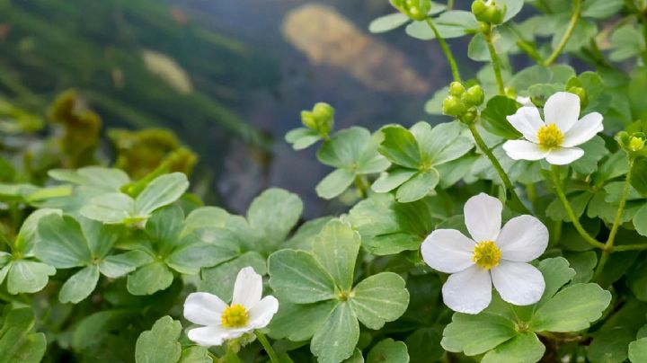 Descubre la planta Bacopa monnieri: La joya de los jardines acuáticos