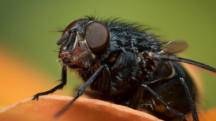 El misterio del moscardón negro: ¿Qué significa su frecuente visita a tu hogar?