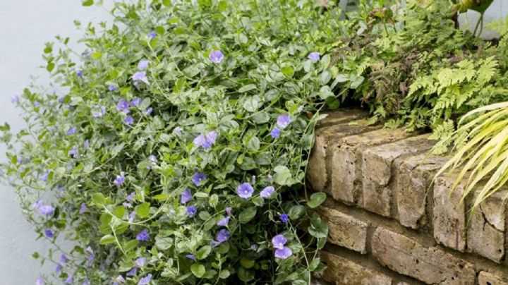 Convolvulus sabatius: La maravilla rastrera de flores azules