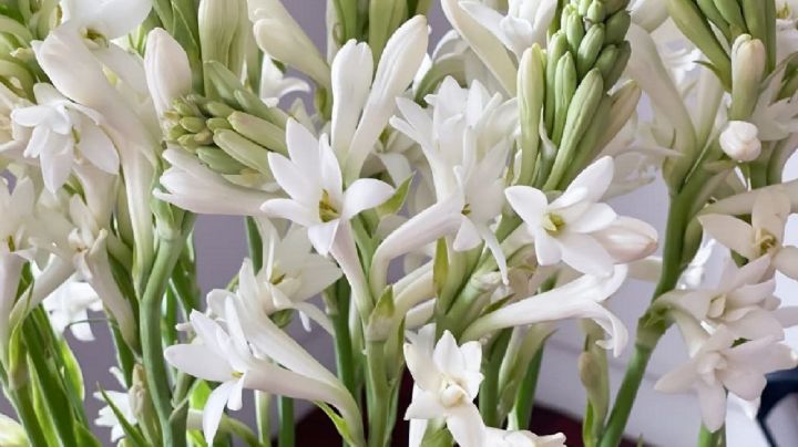 Cuidados para una que tu preciada planta Polianthes tuberosa exhiba una floración deslumbrante