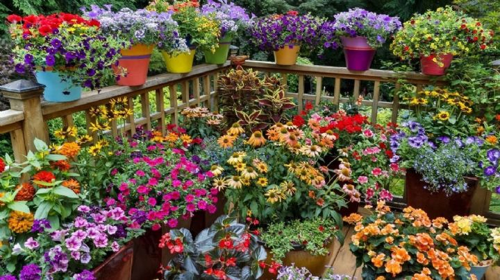 Secretos para alargar la floración de tus plantas