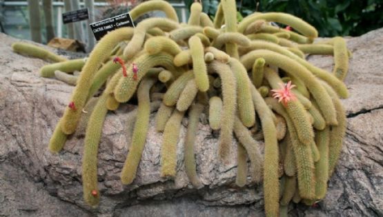 Cleistocactus winteri: Tu cactus ornamental de alto valor