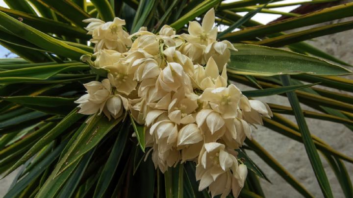 Descubre la suculenta Yucca: La joya tropical de tu jardín