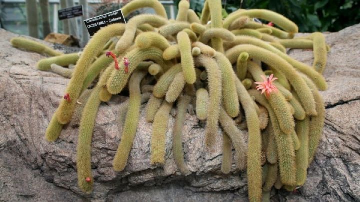 Cleistocactus winteri: Tu cactus ornamental de alto valor