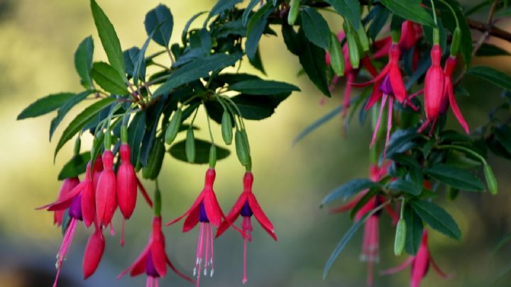 Fucsia Magellanica: La joya floral que embellece tu jardín y nutre la naturaleza