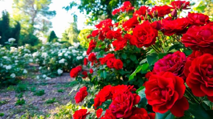 Embellece tu jardín con estas 5 rosas de inigualable belleza