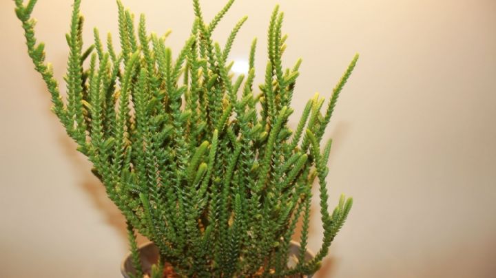 Crassula Muscosa: La suculenta que ilumina tu hogar