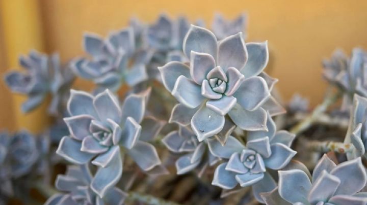 Graptopetalum Paraguayense: La fantástica suculenta