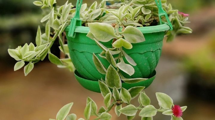 Aptenia Cordifolia: La suculenta que querrás sumar a tu jardín