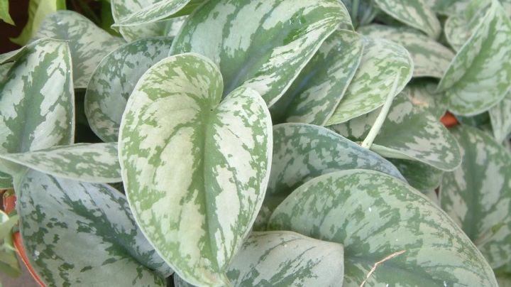 Esta es la planta con hojas plateadas que todos desean ver colgando en su hogar