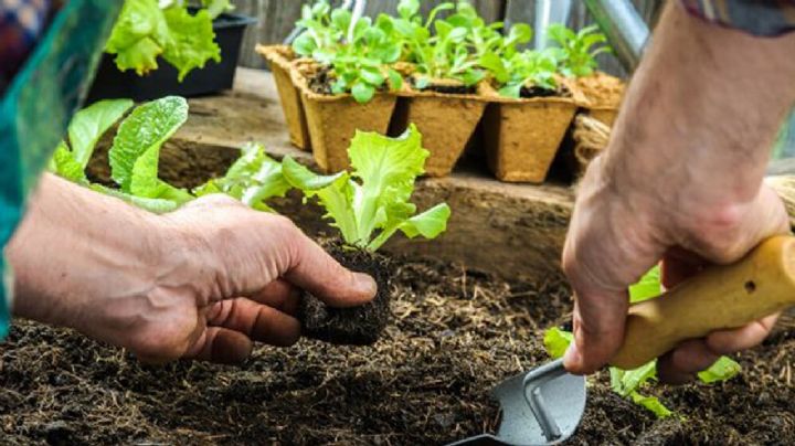 Toma nota de las plantas que deberías sembrar en tu huerta urbana a partir de agosto