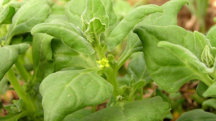 Tetragonia tetragonoides: La curiosa planta comestible que puedes cultivar fácilmente en maceta