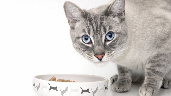 Cómo alimentar a tu gato de manera saludable: 4 razones para incluir comida húmeda en su dieta