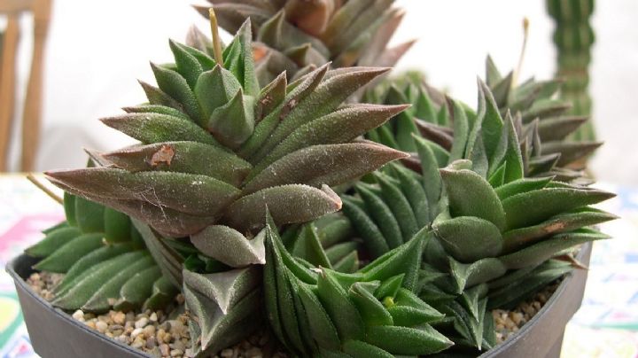 Haworthiopsis pungens, la mágica suculenta que cambia de color con el sol