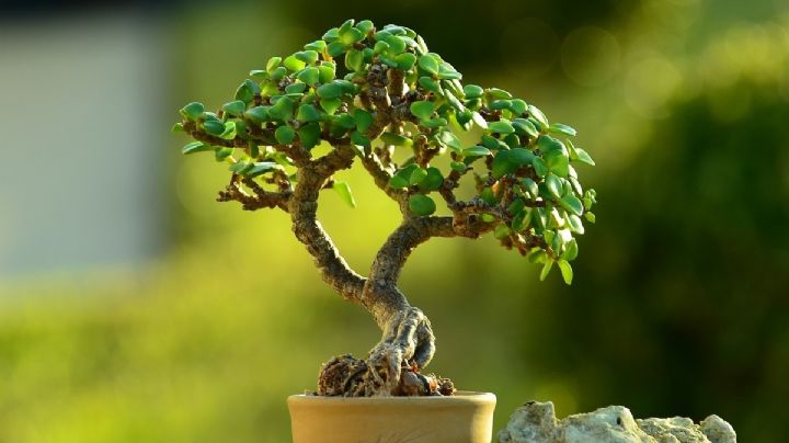 Trasplante exitoso del árbol de jade: cultiva prosperidad y belleza