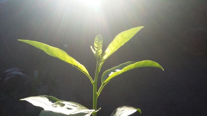 ¿Cómo saber si a tus plantas les falta luz? Descubre los síntomas y soluciones