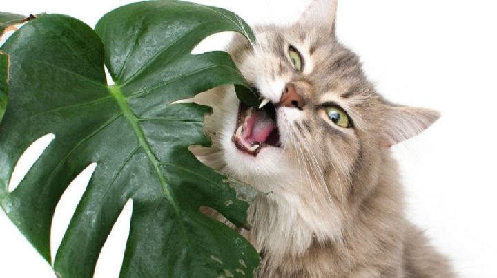 Te contamos cuáles son las plantas que deberías evitar si tienes un gato en casa