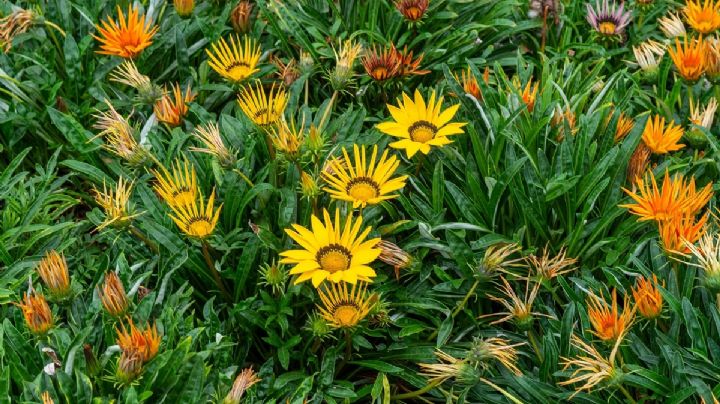 Gazanias: Tu guía completa para flores deslumbrantes