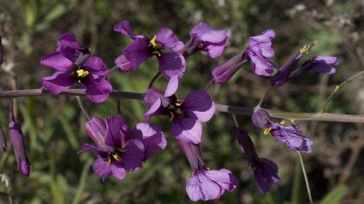 Moricandia arvensis: ¡Una hermosa planta silvestre para tu jardín!