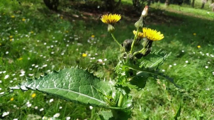 Descubre los sorprendentes beneficios de la cerraja: una planta silvestre