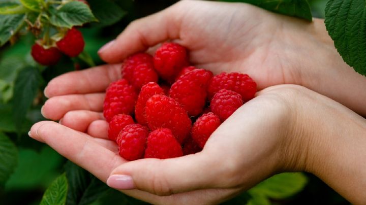 Cultiva plantas de frambuesas en macetas: ¡deliciosas y saludables!