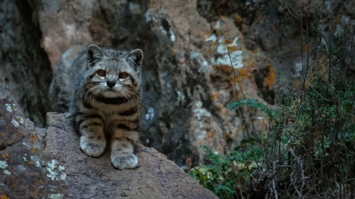 Leopardus Jacobita: descubriendo los secretos del gato andino