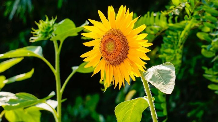 Girasoles: La guía completa para cultivarlos en maceta y disfrutar de sus flores radiantes