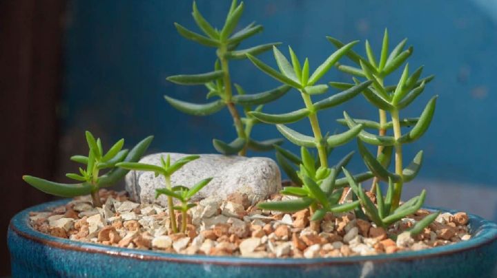 Suculenta Crassula Tetragona: La suave elegancia del “mini pino”