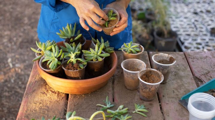 Multiplica gratuitamente tus plantas con estos 3 enraizantes naturales