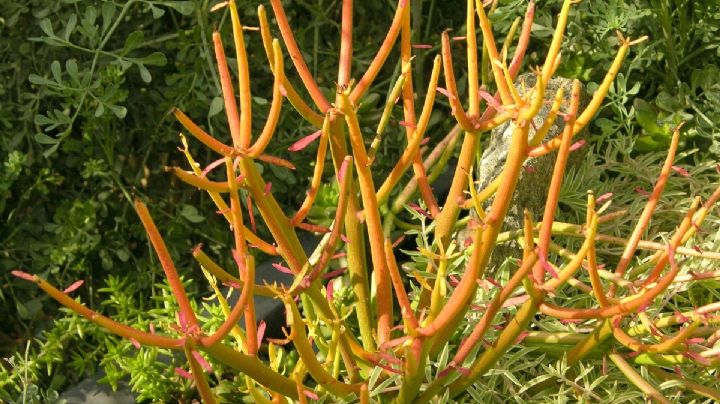 Euphorbia tirucalli: La suculenta Árbol de Dedos que deslumbra en tu jardín